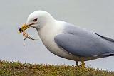 Gull With Lunch_DSCF00786